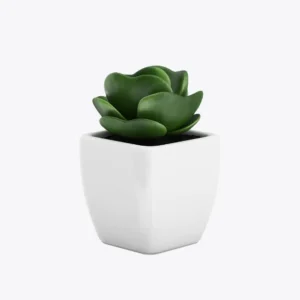 Sollicitudin Aliquam